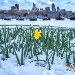 A resilient daffodil remains upright in today's melting snow at Dix Park.