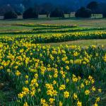 Daffoldils in bloom at Dorothea Dix Park