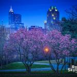 Saucer magnolia blooms bursting and putting on a show with Raleigh from Dix Park