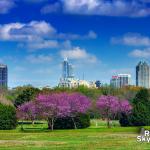 Blooming Redbud trees with downtown Raleigh on this first day of Spring, 2020