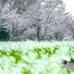 Cherry blossoms and white charlock blooms