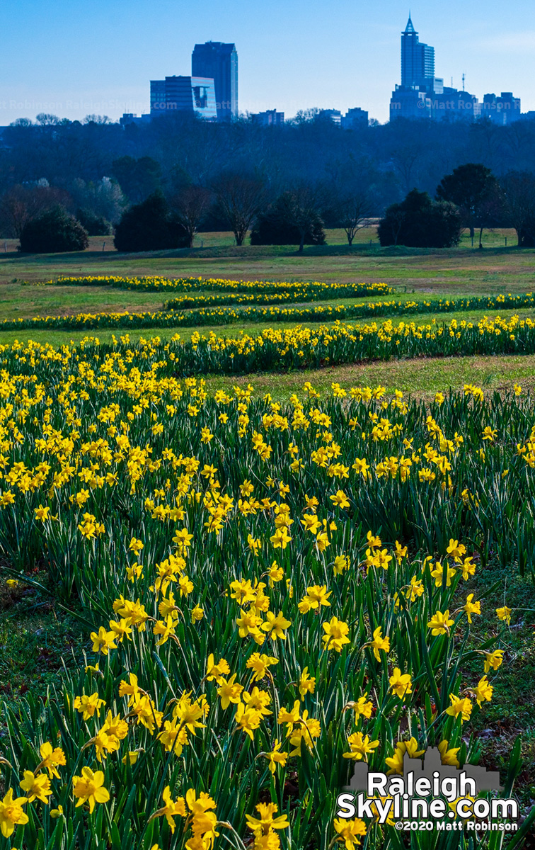 Daffoldils in bloom at Dorothea Dix Park