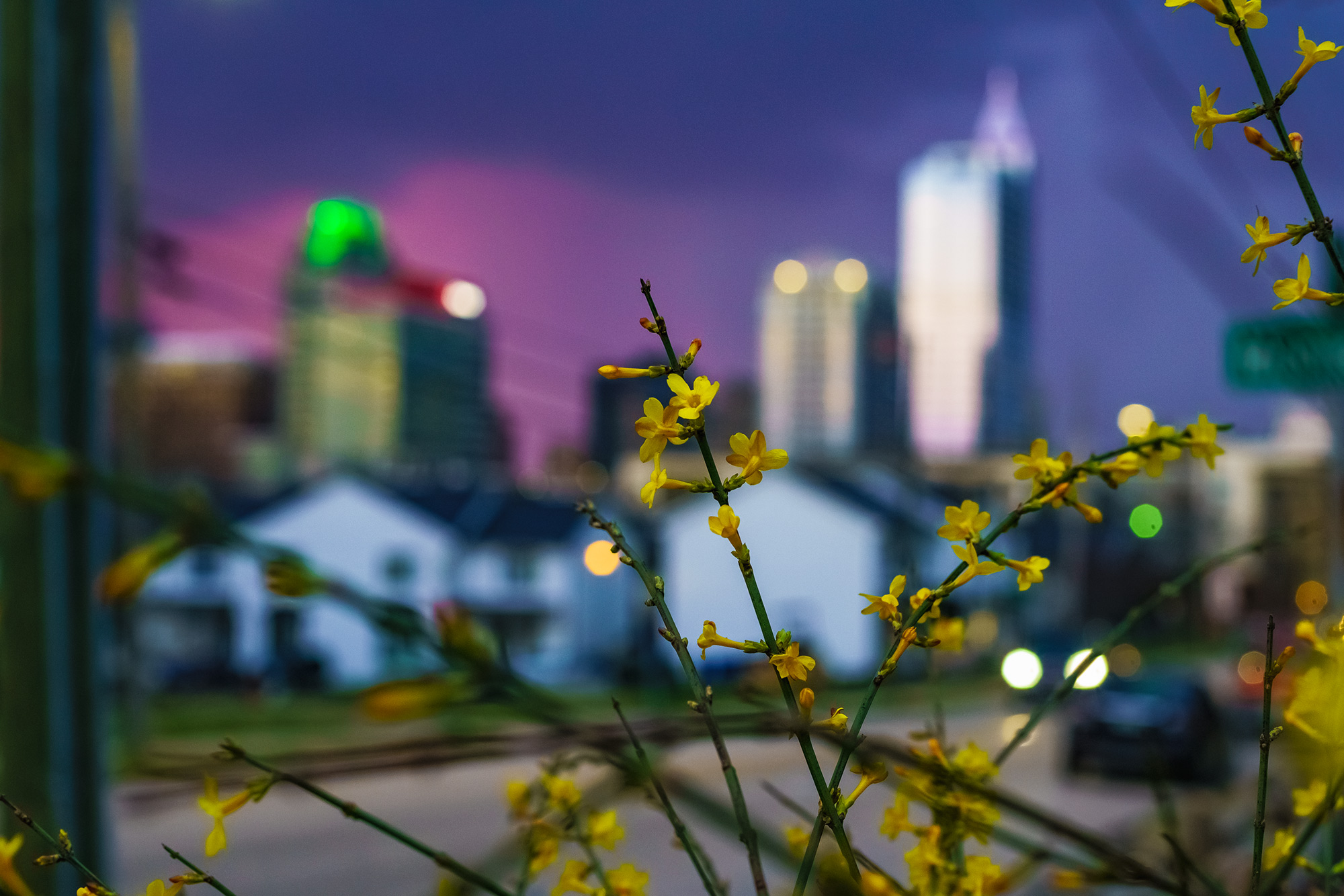 Early spring blooms