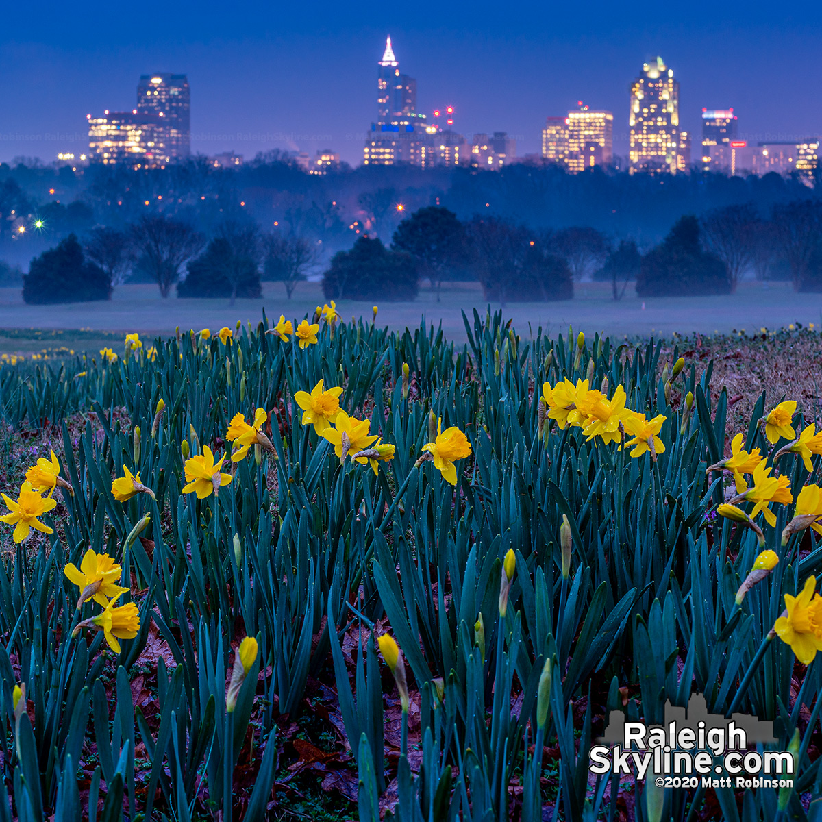 Early Daffoldils at Dix Park