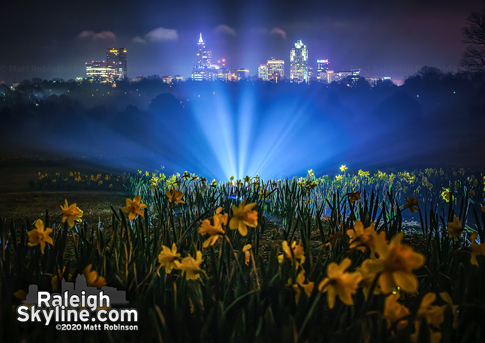 Ground fog forming tonight casts light rays behind flowers at Dix Park