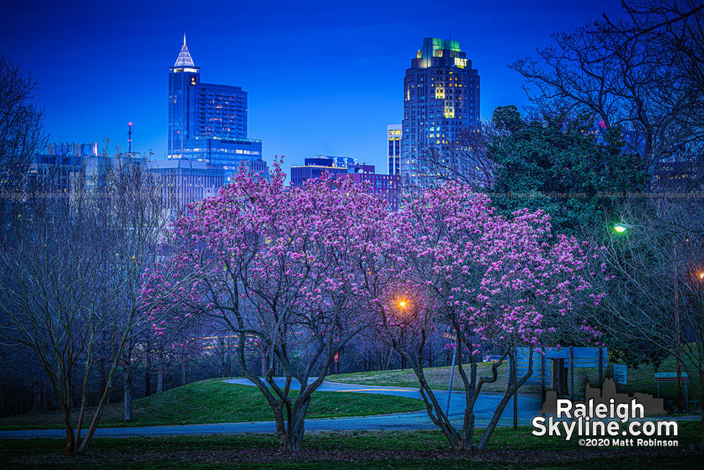 Saucer magnolia blooms bursting and putting on a show with Raleigh from Dix Park