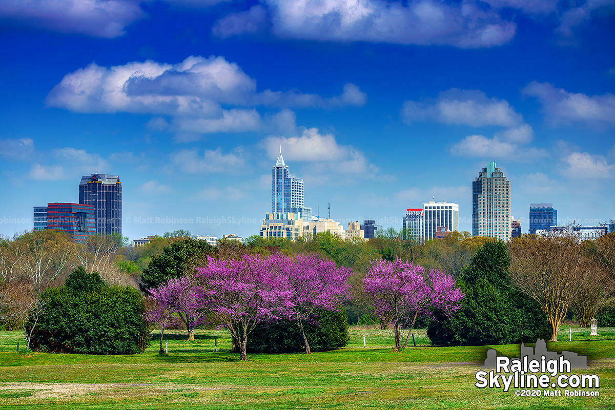 Blooming Redbud trees with downtown Raleigh on this first day of Spring, 2020