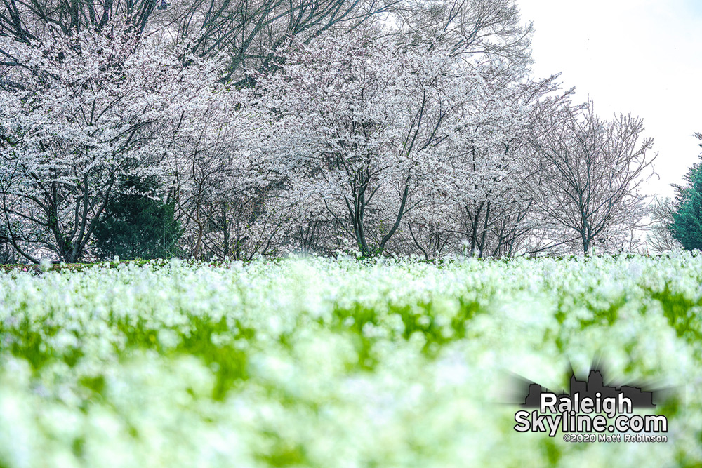 Cherry blossoms and white charlock blooms