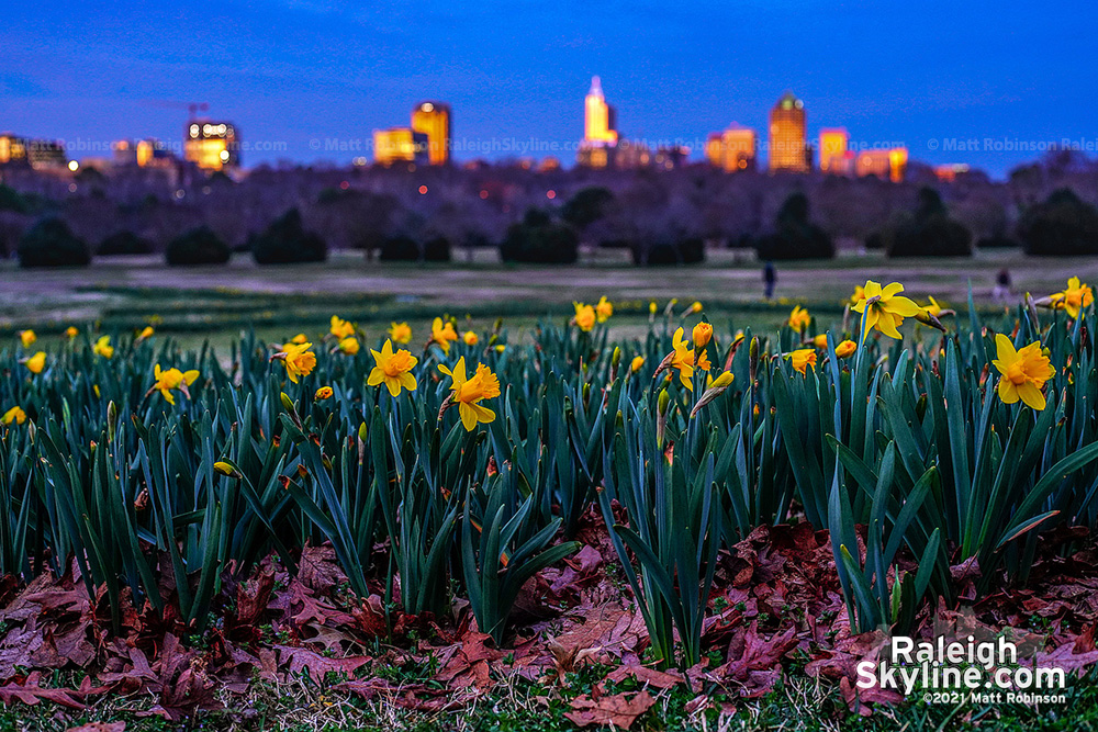 Sunset from Dix Park with the daffodils 