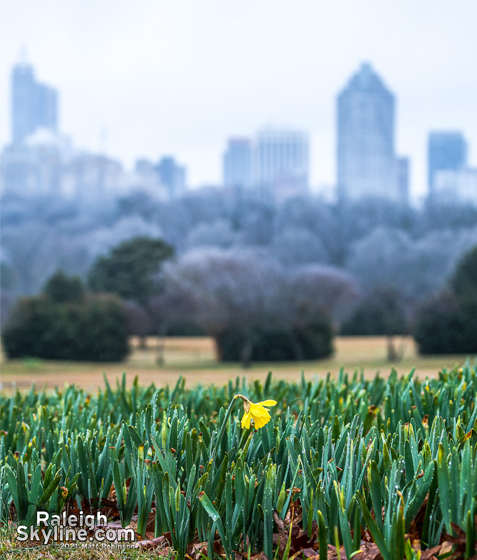 The first 2021 daffodil at Dix