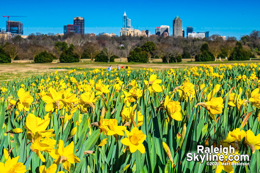 Full blooming daffodils at Dix Park signalling the end of winter
