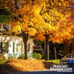 Piles of leaves on Raleigh Streets