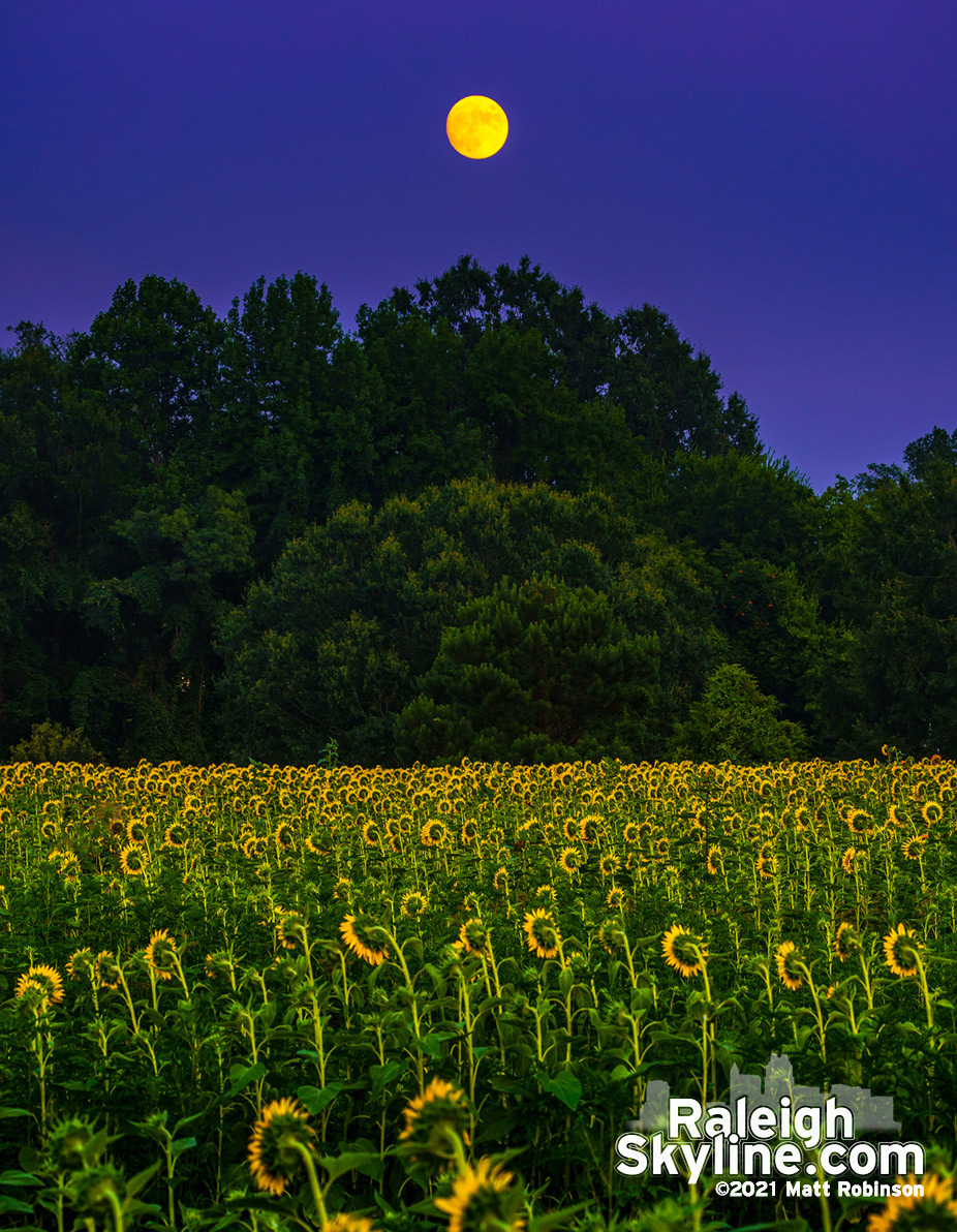 Orange moonrise over the Dix Park sunflowers