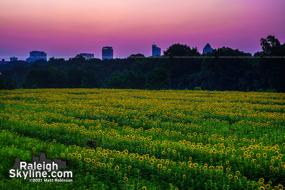 The Raleigh skyline rising over the sunflower fields at dawn 