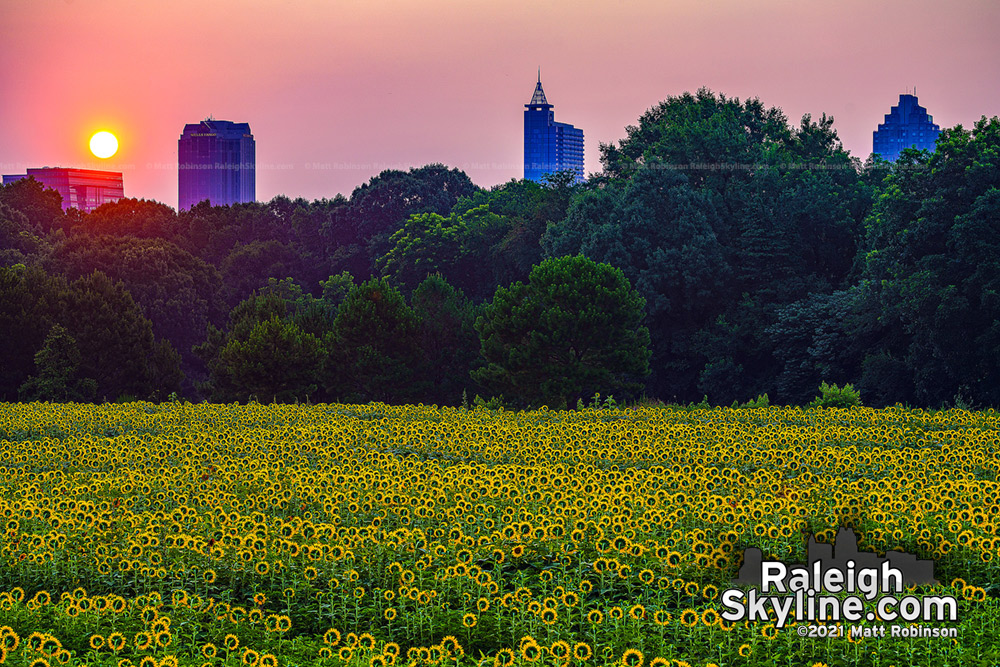 Sun rising over downtown Raleigh with the Sun flowers