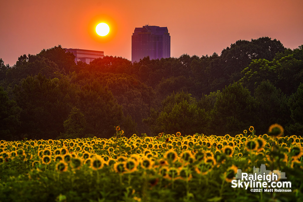 Sunrise and sunflowers, Raleigh