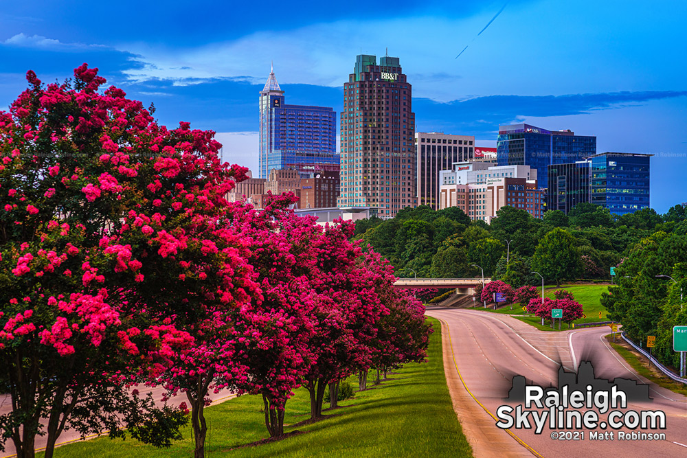 Crepe Myrtles bloom at sunset with downtown Raleigh skyline 2021