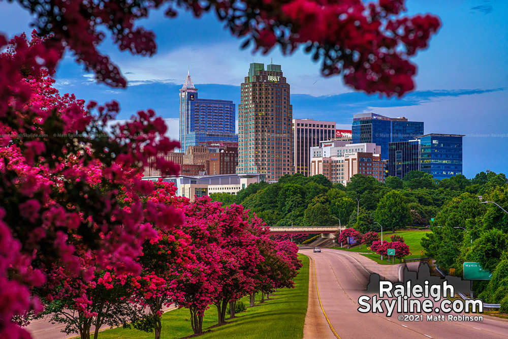 Crepe Myrtles blooms surround downtown Raleigh skyline 2021