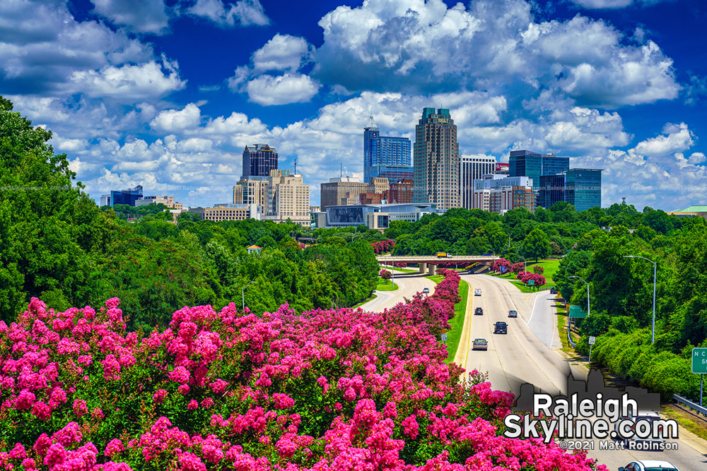 A morning perspective above the crepe myrtle trees at ground level revealing the peak blooms and unobstructed downtown Raleigh skyline