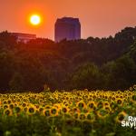 Sunrise and sunflowers, Raleigh