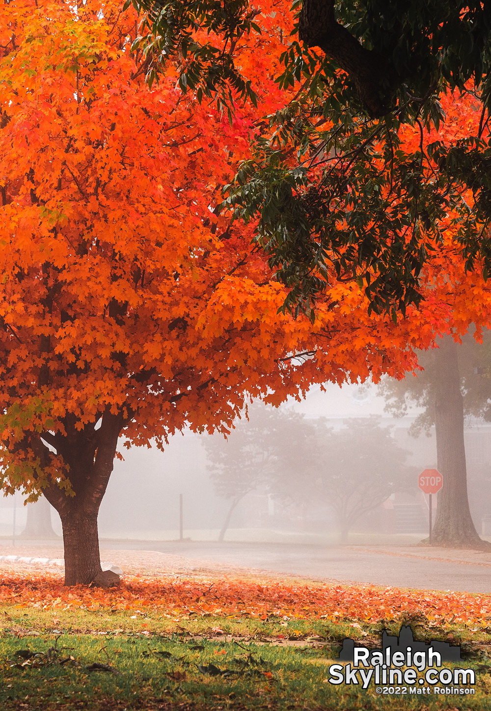 Foggy fall morning with bright maple tree