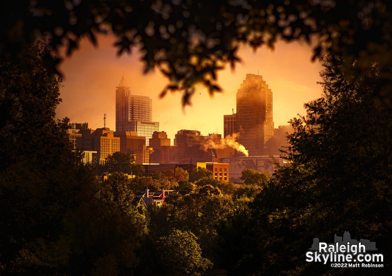 Heart Shaped Tree opening framing downtown Raleigh