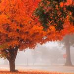 Foggy fall morning with bright maple tree