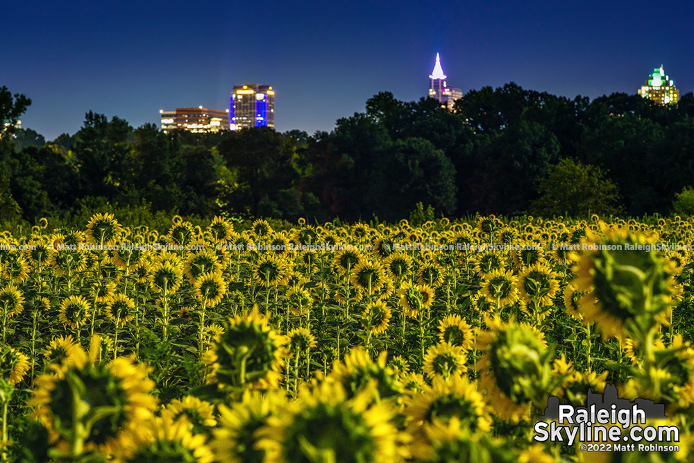 The Raleigh sunflowers at Dix Park by moonlight
