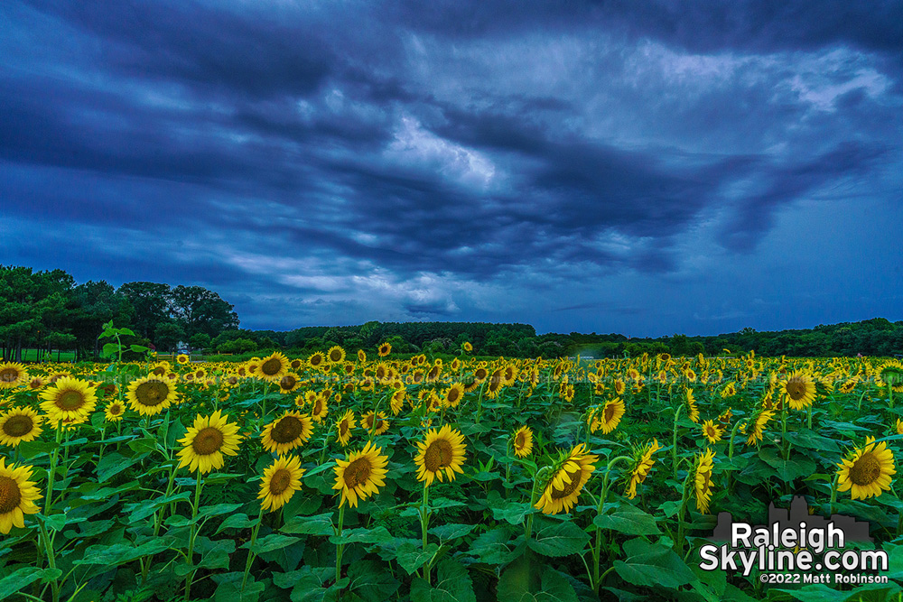 Stormy skies over the Dix Park Sunflowers