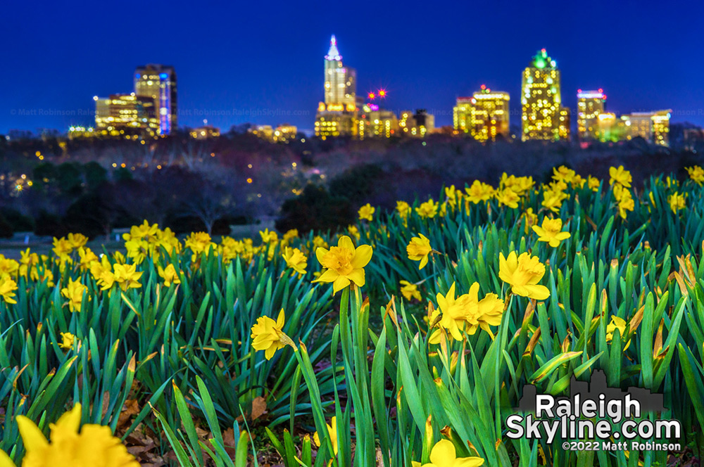 Daffodils at Dix Park with downtown Raleigh at night