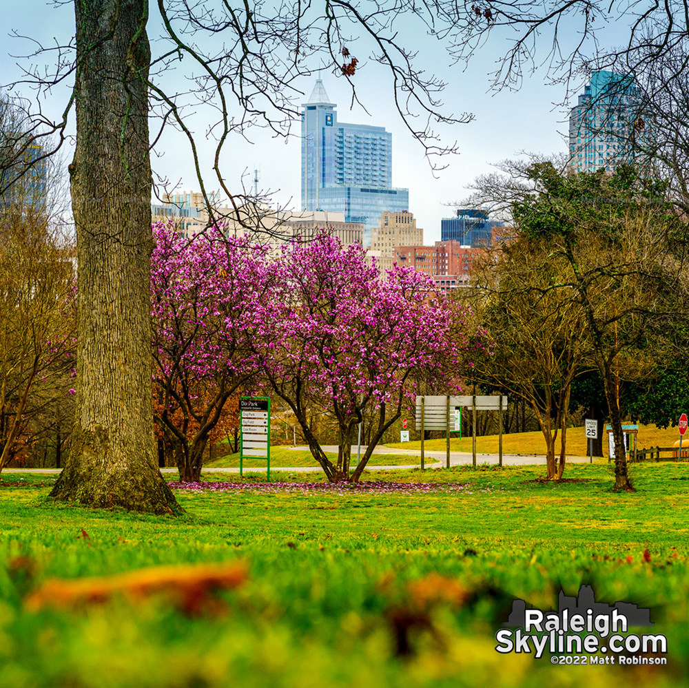 Saucer Magnolias blooming at Dix Park with PNC Plaza