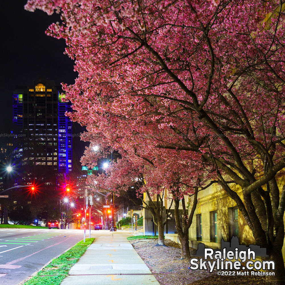 Japanese Cherry Blossom in Bloom in Downtown Raleigh