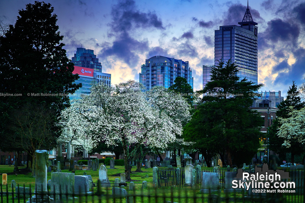 Spring blooms from Raleigh's City Cemetary