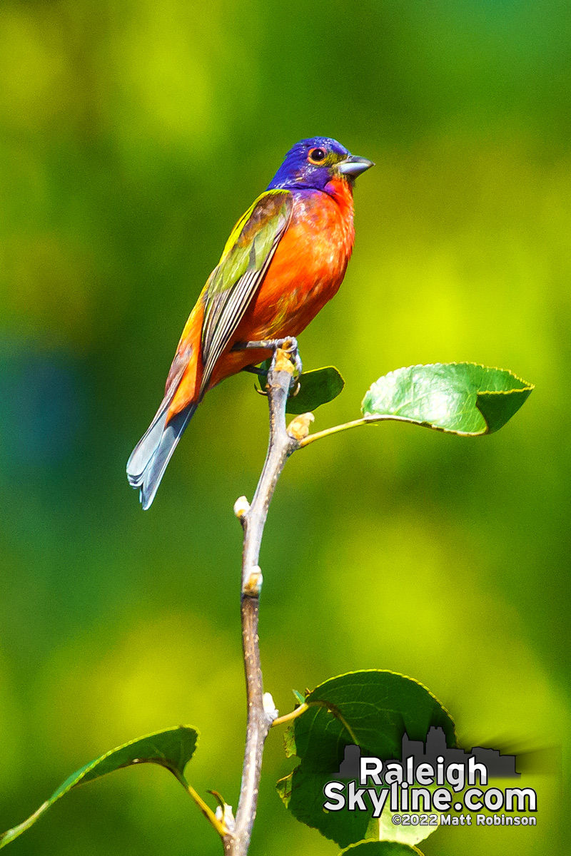 The rare Painted Bunting at Dorothea Dix Park