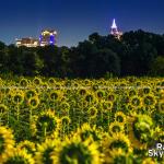 The Raleigh sunflowers at Dix Park by moonlight