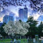 Early evening with Spring Blooms