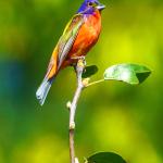 The rare Painted Bunting at Dorothea Dix Park