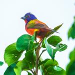 Painted Bunting at Dorothea Dix Park