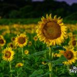 Moonlight sunflowers at Dix Park