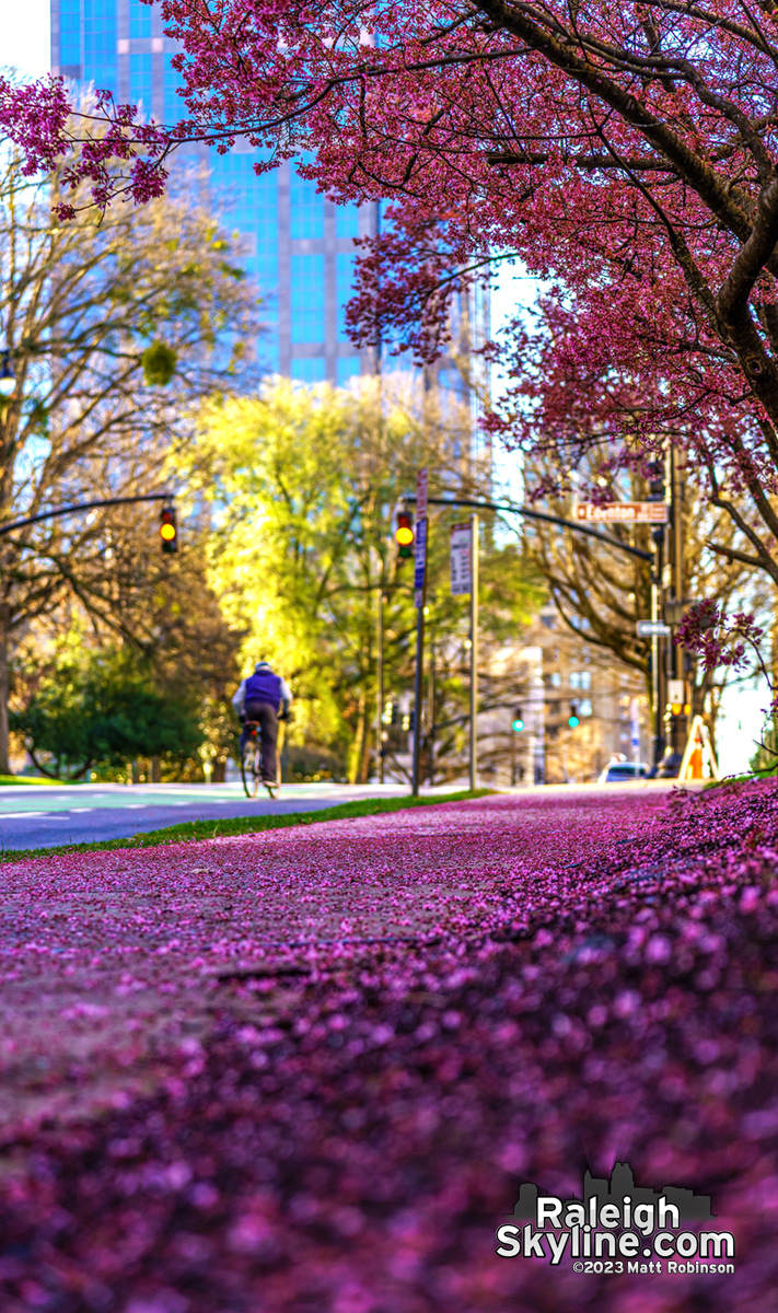 Pink Japanese Cherry trees already dropping their petals in downtown Raleigh. This is about a 3 weeks early compared the last 10 years.