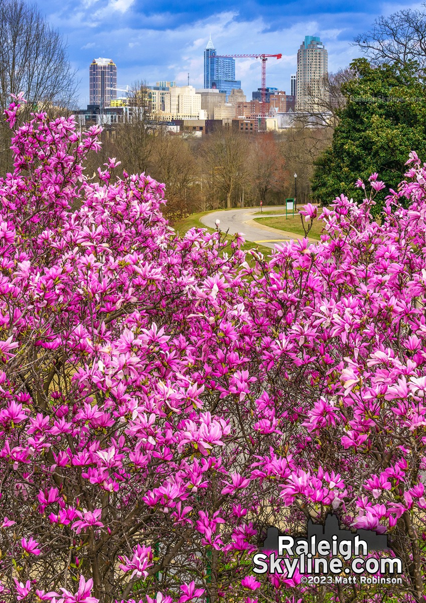 Downtown Raleigh blooms in spring - Breezy, sunny and a record 85 degrees in February.