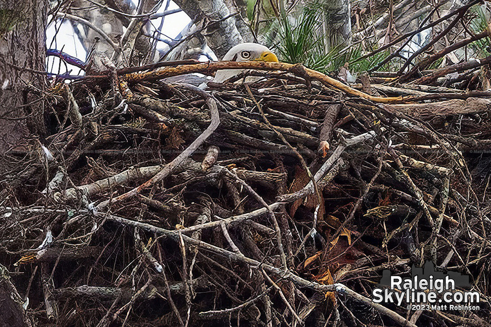 Bald Eagle near downtown Raleigh