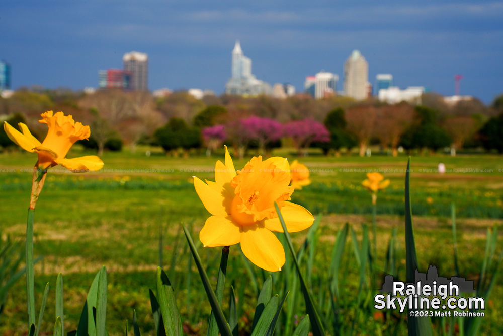 Dafoldills at Dix