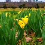 An optimistic early February daffodil