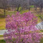 Saucer Magnolia in bloom at Raleigh's Dix Park.