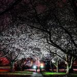 My kids were my assistants last night as I had them light up the flowering cherry blossom trees at Dix Park