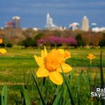 Dafoldills at Dix