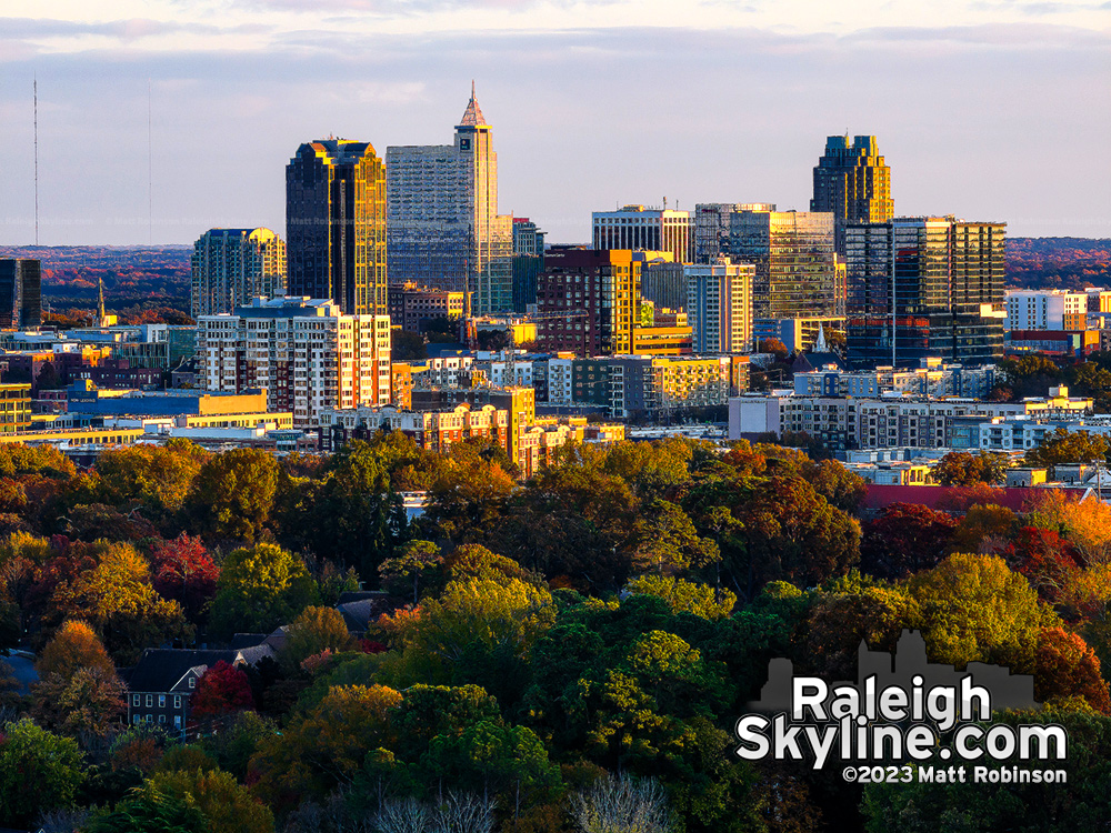 Autumn tree tops in Raleigh