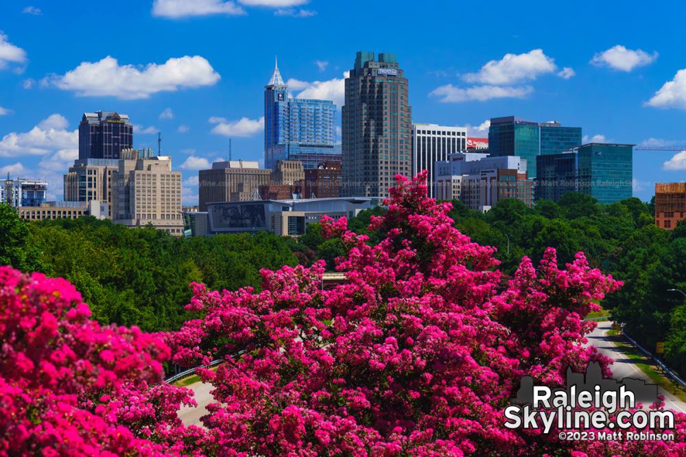 Vivd Crepe Myrtles with Downtown Raleigh