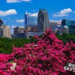 Vivd Crepe Myrtles with Downtown Raleigh